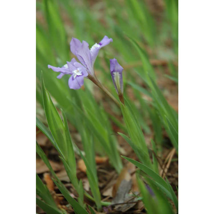 <em>Iris cristata</em>