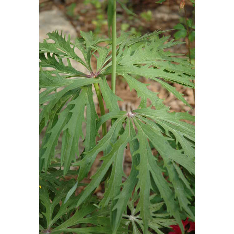 Syneilesis aconitifolia - shredded umbrella plant