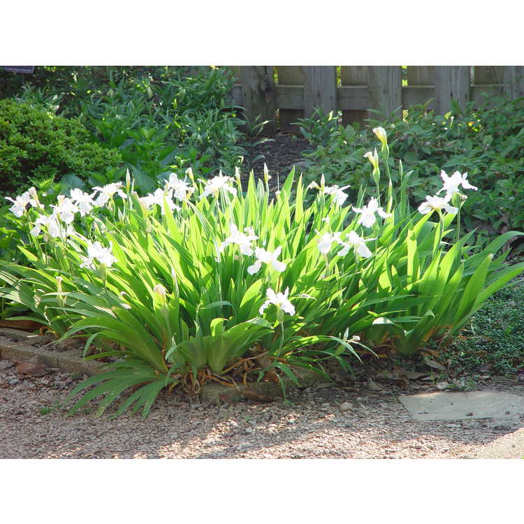 Iris tectorum Alba