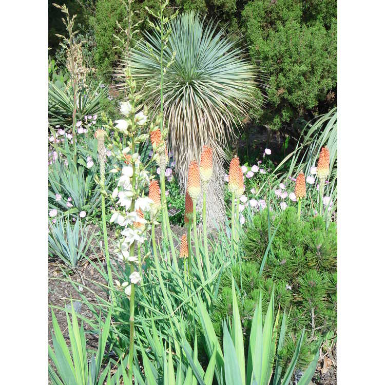 Mexican blue yucca