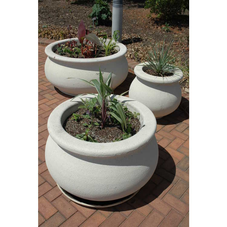 Charlotte and LeRoy B. Martin Parking Circle Container Garden