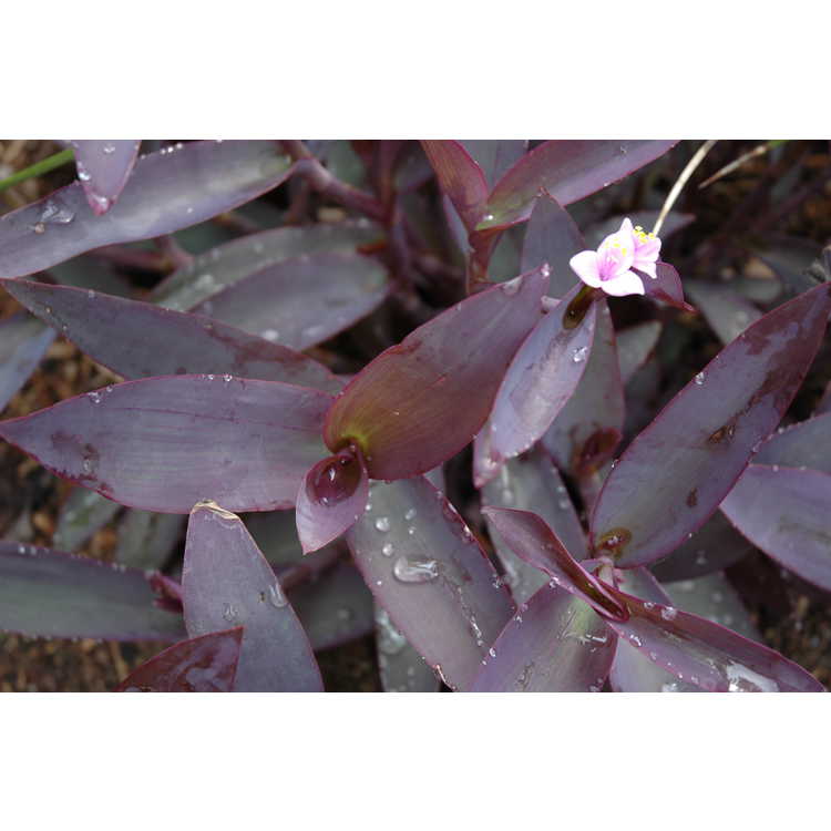 Tradescantia pallida 'Purpurea' - purple heart tradescantia