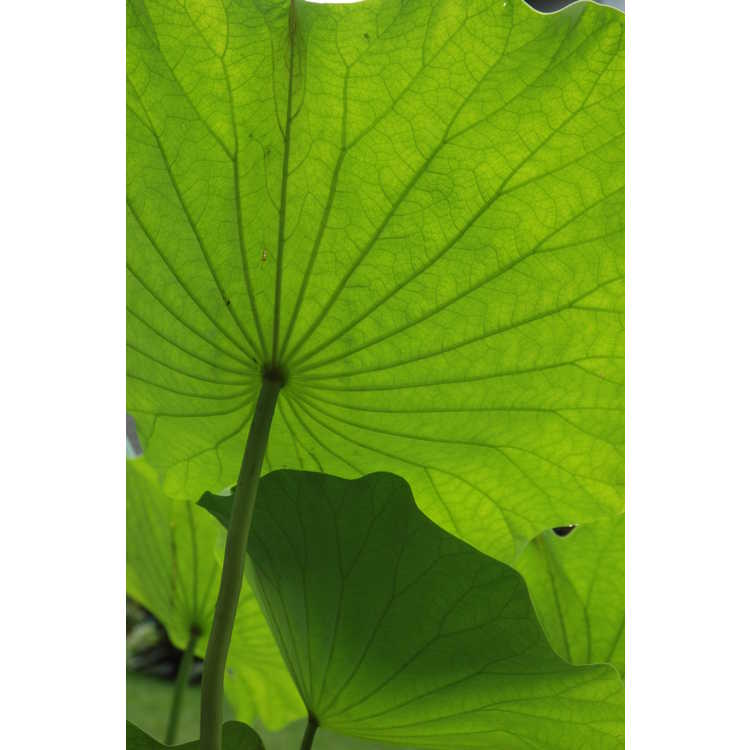 Nelumbo nucifera - sacred lotus