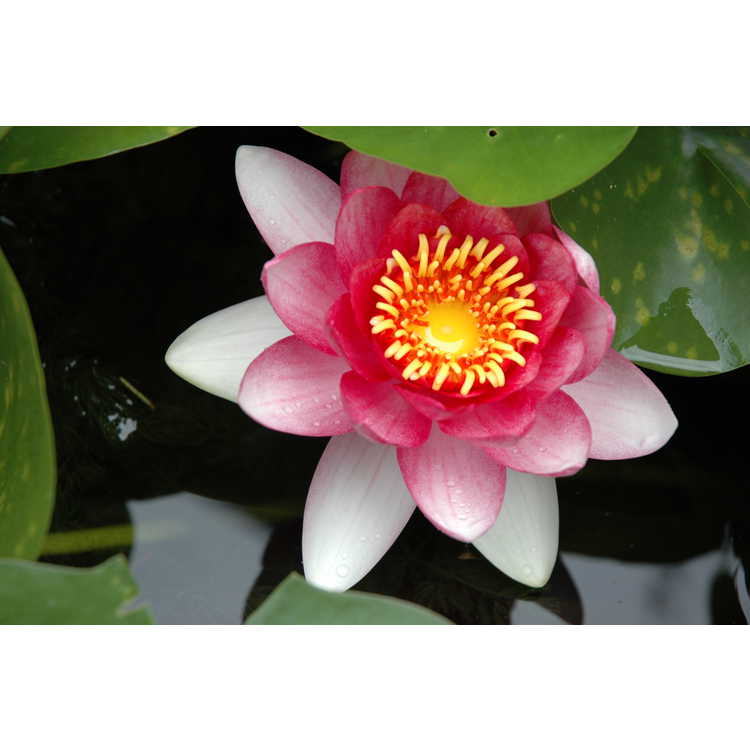 hybrid water-lily