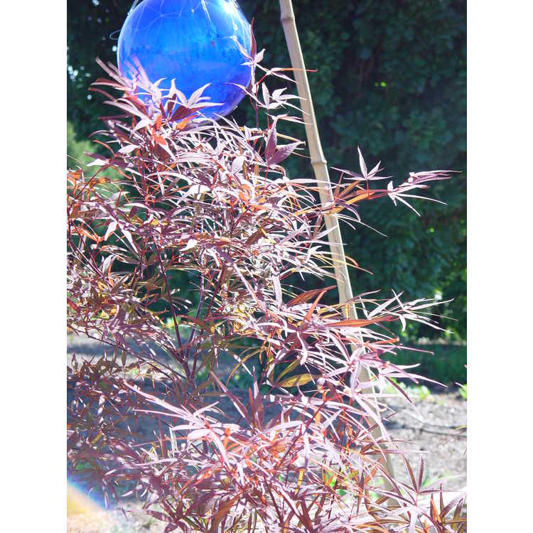 red bamboo Japanese maple