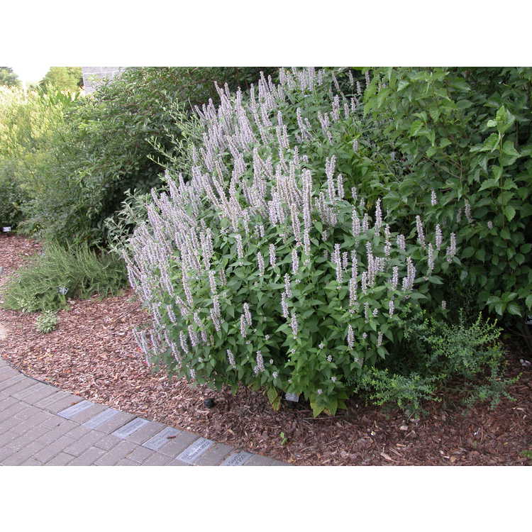Agastache 'Blue Fortune' - anise hyssop