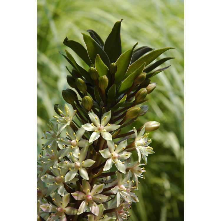 Eucomis - pineapple-lily