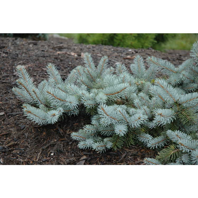 prostrate Colorado spruce