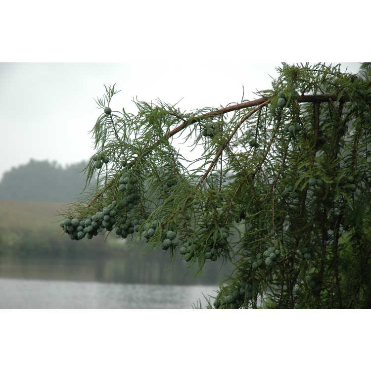 Taxodium distichum - bald cypress
