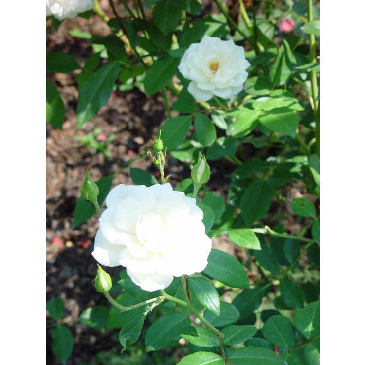 Rosa 'Korbin' - Iceberg floribunda rose