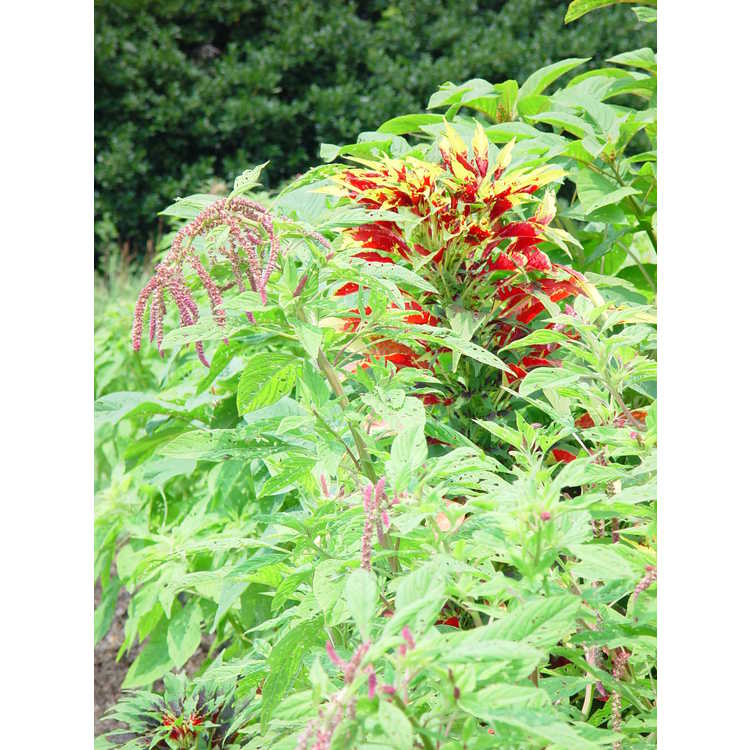 <em>Amaranthus tricolor</em>