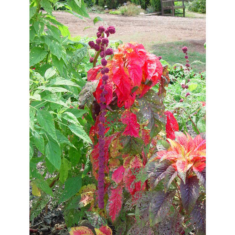 <em>Amaranthus tricolor</em>