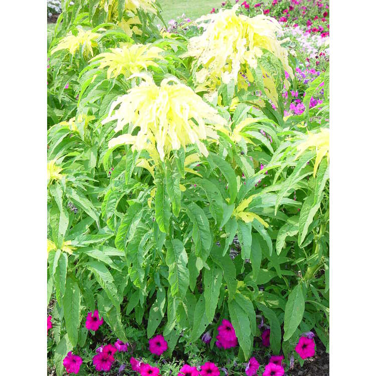 <em>Amaranthus tricolor</em> 'Aurora'