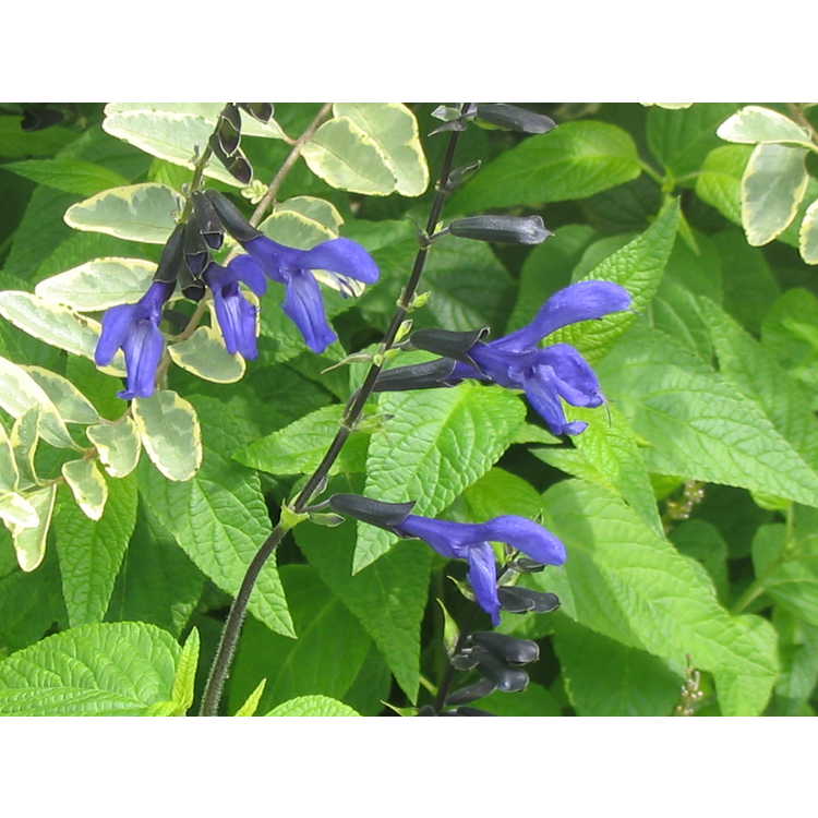 Salvia coerulea 'Black and Blue'