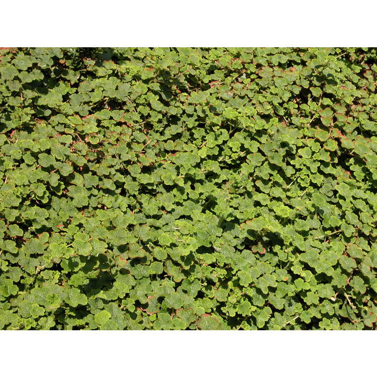 Rubus rolfei 'Emerald Carpet'