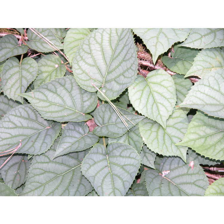 Schizophragma hydrangeoides 'Moonlight' - pewter-leaf Japanese climbing hydrangea