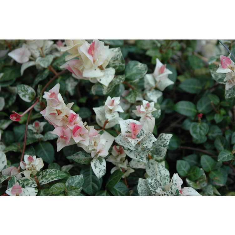Trachelospermum asiaticum 'Hatsuyuki' - variegated Asiatic jessamine