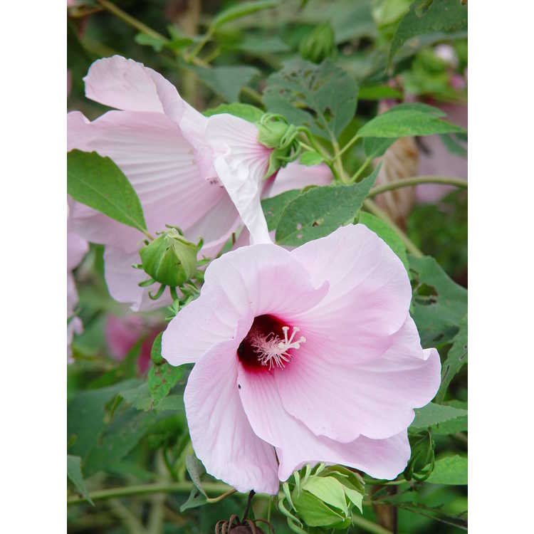 Hibiscus moscheutos - swamp rose-mallow