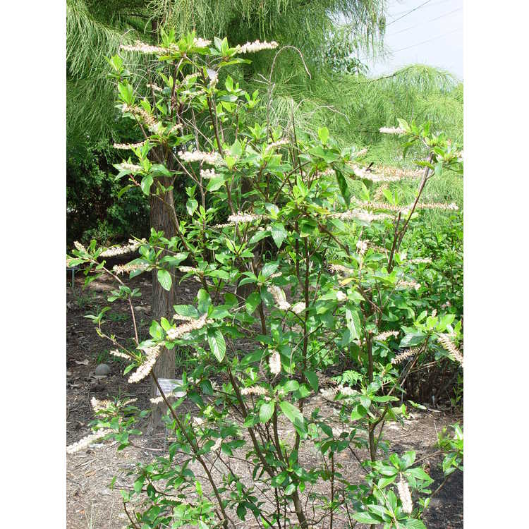 Clethra alnifolia 'Sherry Sue' - redtwig summersweet clethra