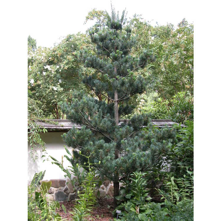 <em>Pinus kwangtungensis</em>