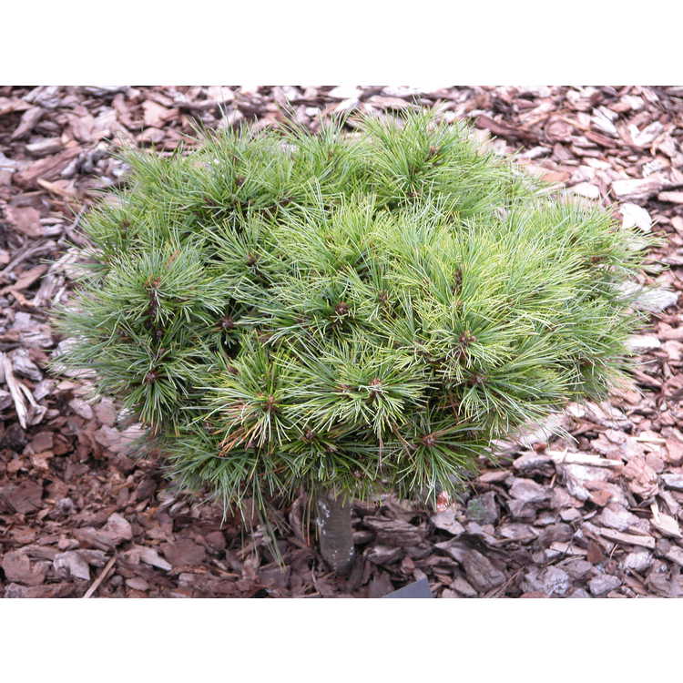 <em>Pinus strobus</em> 'Kruger's Lilliput'