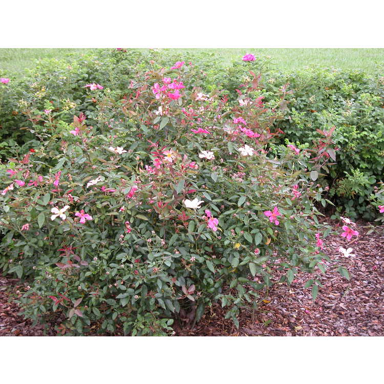 Rosa ×odorata 'Mutabilis'