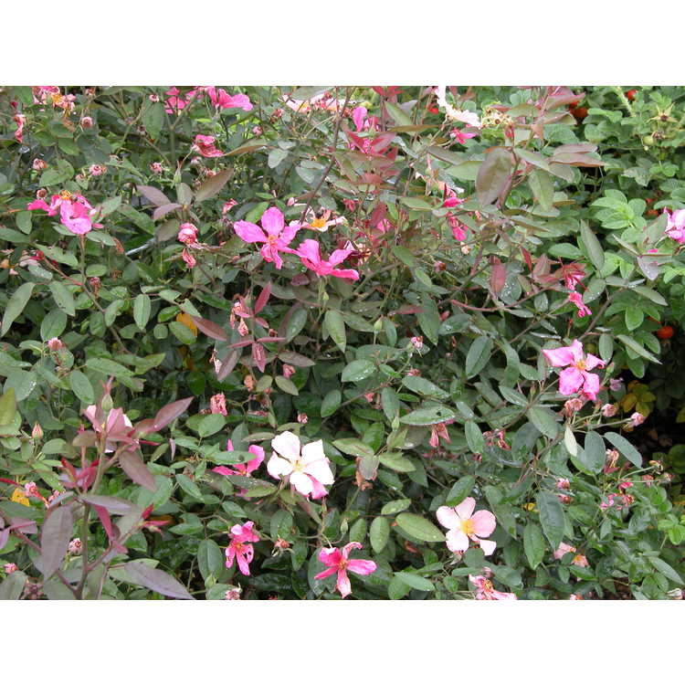 Rosa ×odorata 'Mutabilis'
