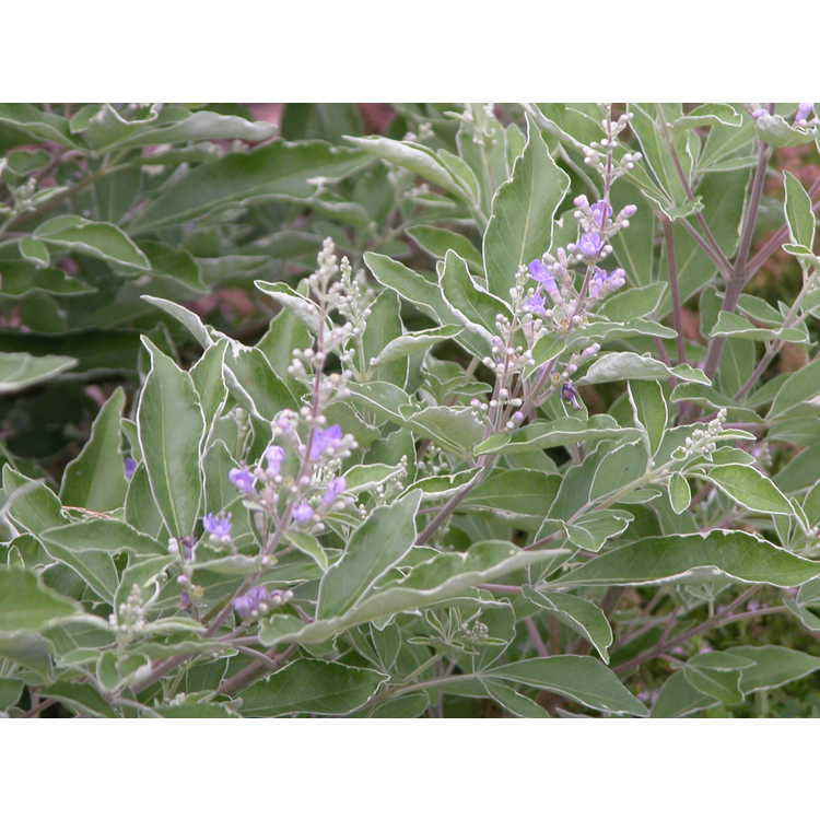 Vitex trifolia 'Variegata' - variegated Arabian lilac
