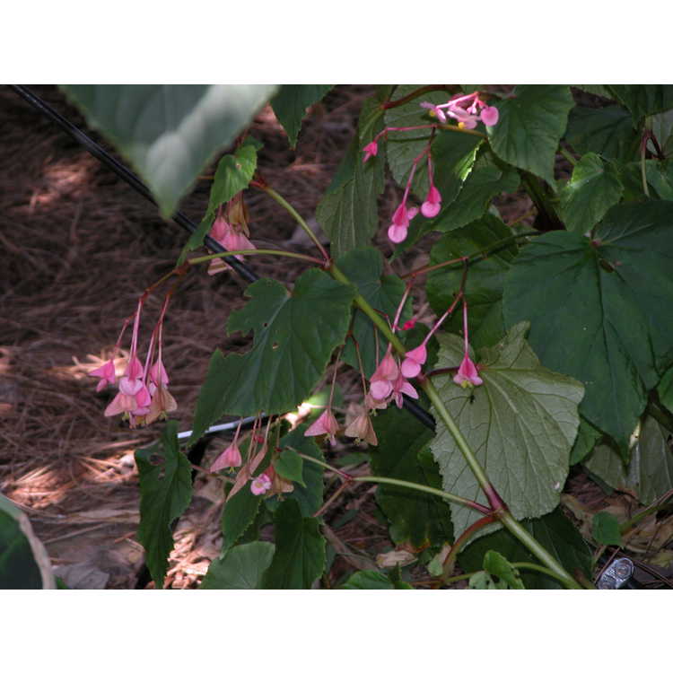 <em>Begonia grandis</em> 'Heron's Pirouette'