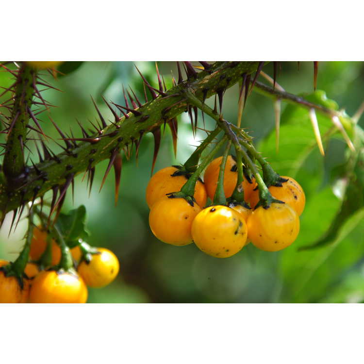 <em>Solanum atropurpureum</em>