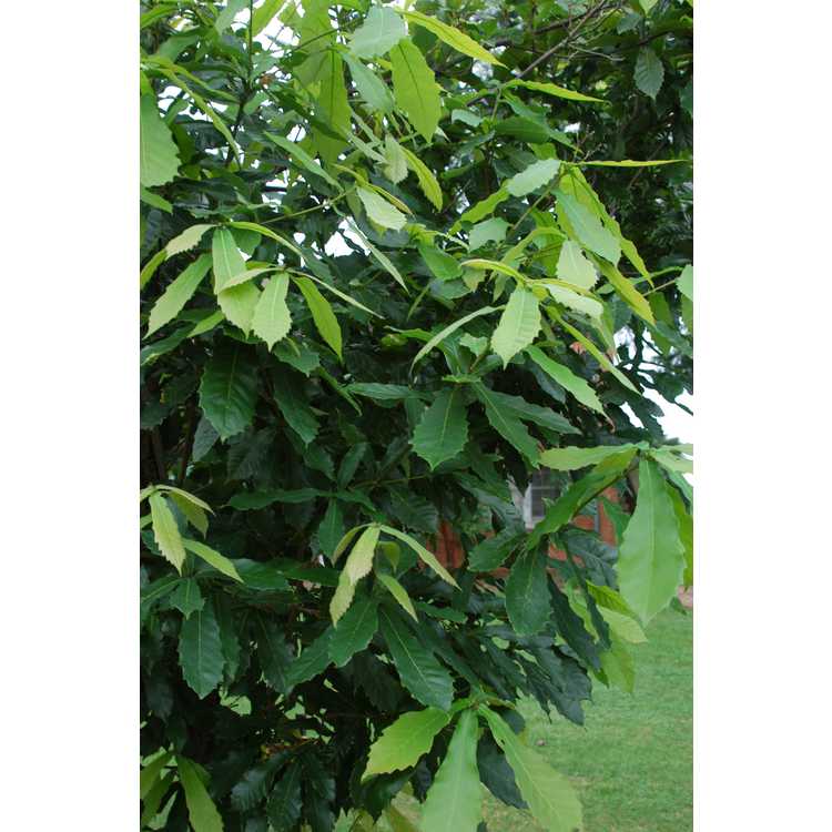 Quercus germana - Mexican royal oak