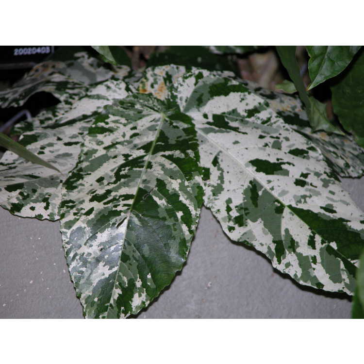 Ficus-aspera-001-9-04.JPG