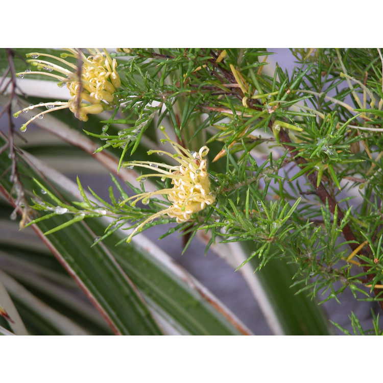 <em>Grevillea juniperina</em> subsp.<em> sulphurea</em>