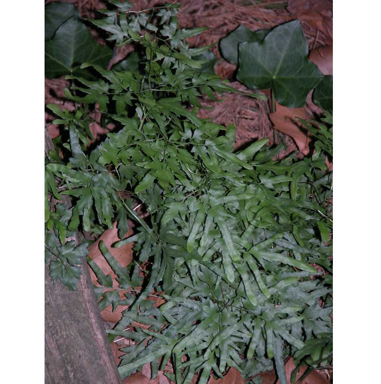 Lygodium japonicum - Japanese climbing fern