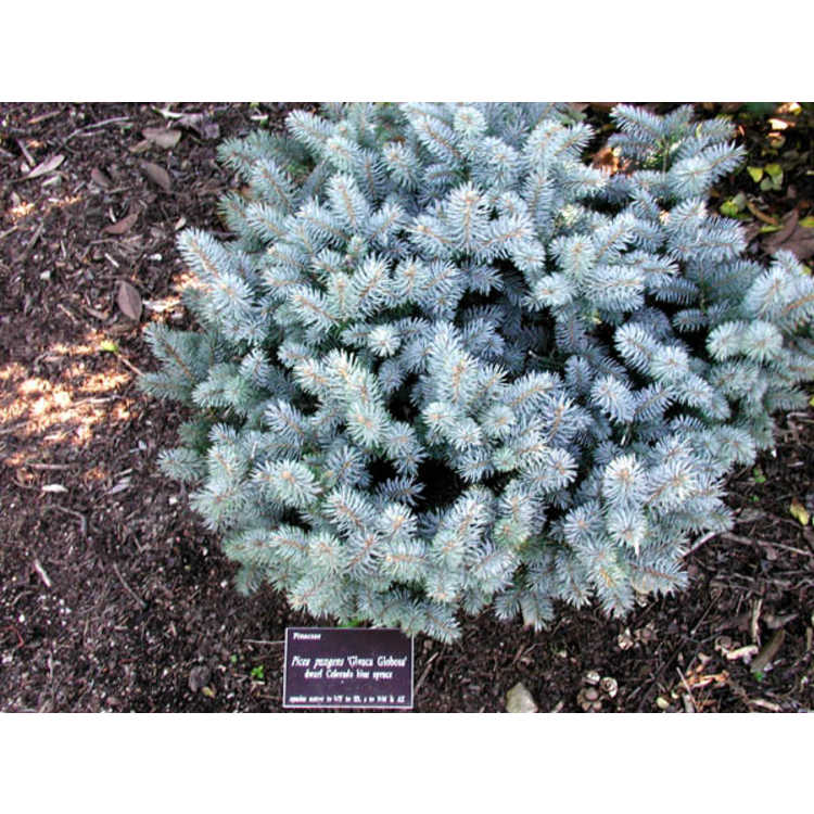 dwarf Colorado blue spruce