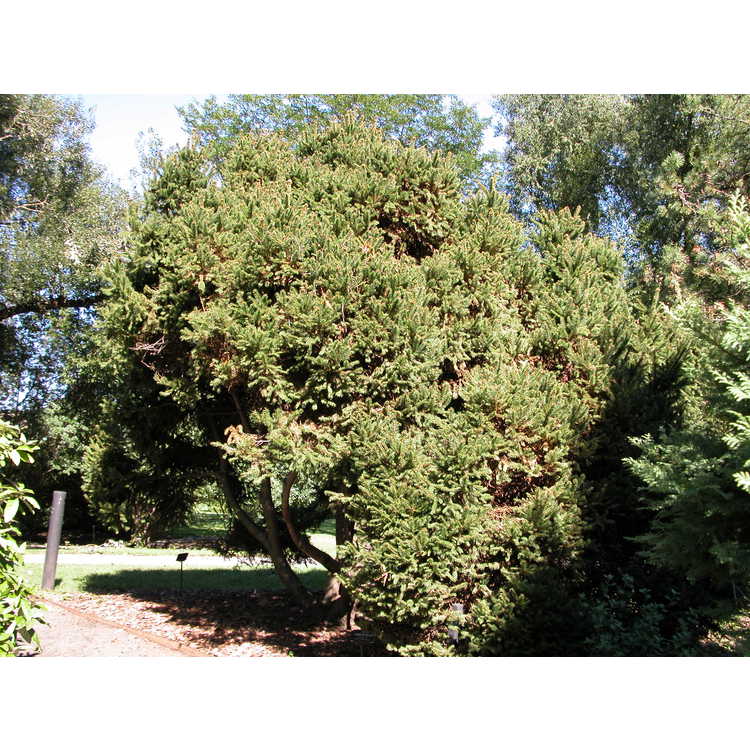 <em>Picea abies</em> 'Brevifolia'