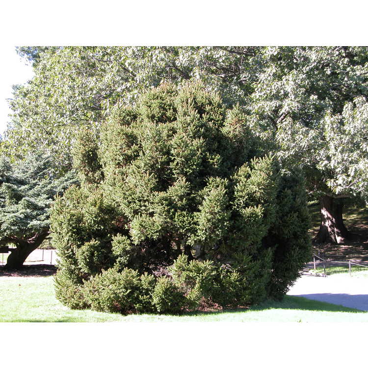 <em>Picea mariana</em> 'Doumettii'
