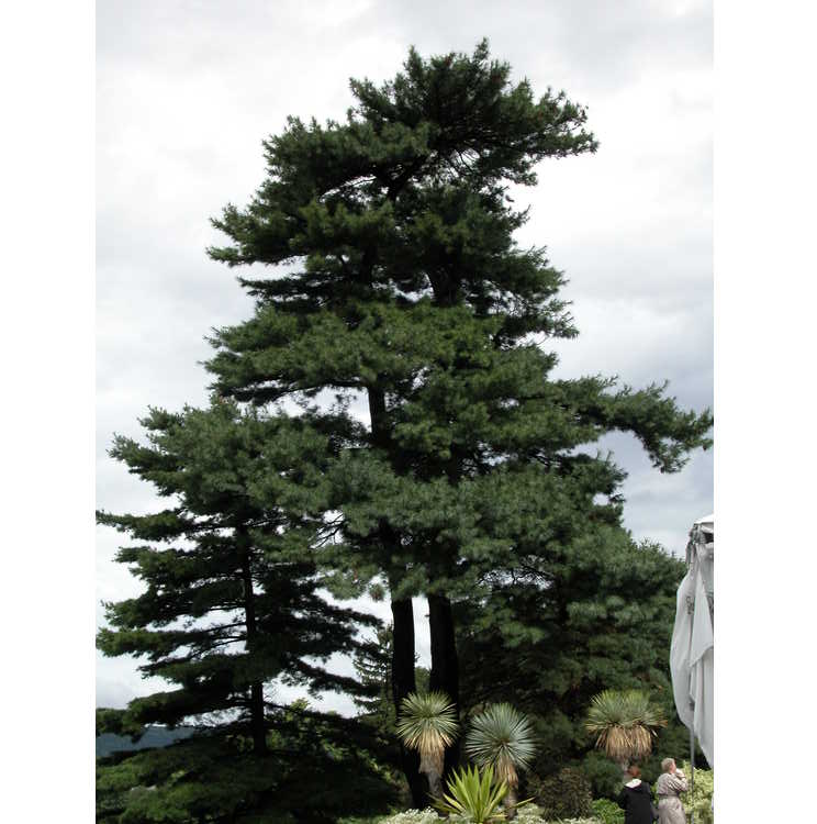 <em>Pinus strobus</em>