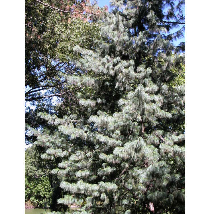 Pinus-wallichiana-001-9-04.JPG