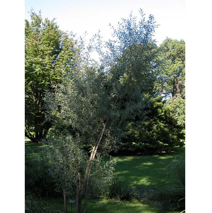 Salix alba var. sericea