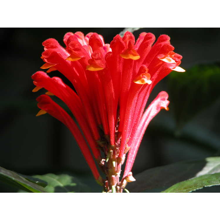 <em>Scutellaria costaricana</em>