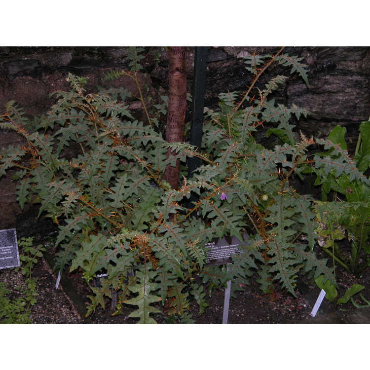 Solanum pyracanthifolia