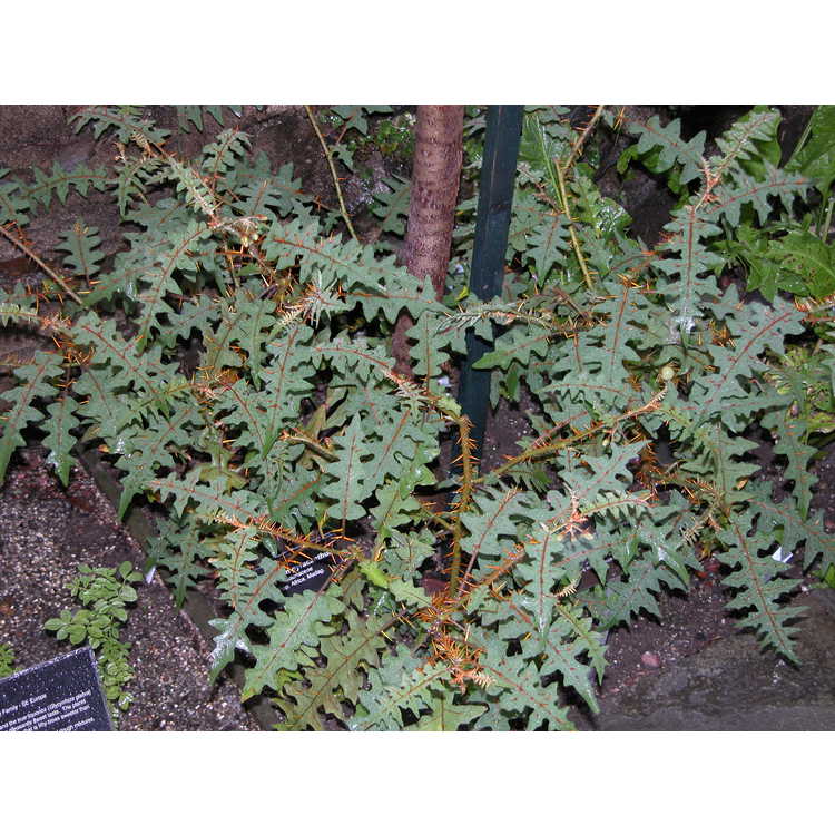 <em>Solanum pyracanthifolia</em>
