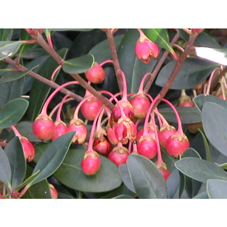 Pentaphylaceae