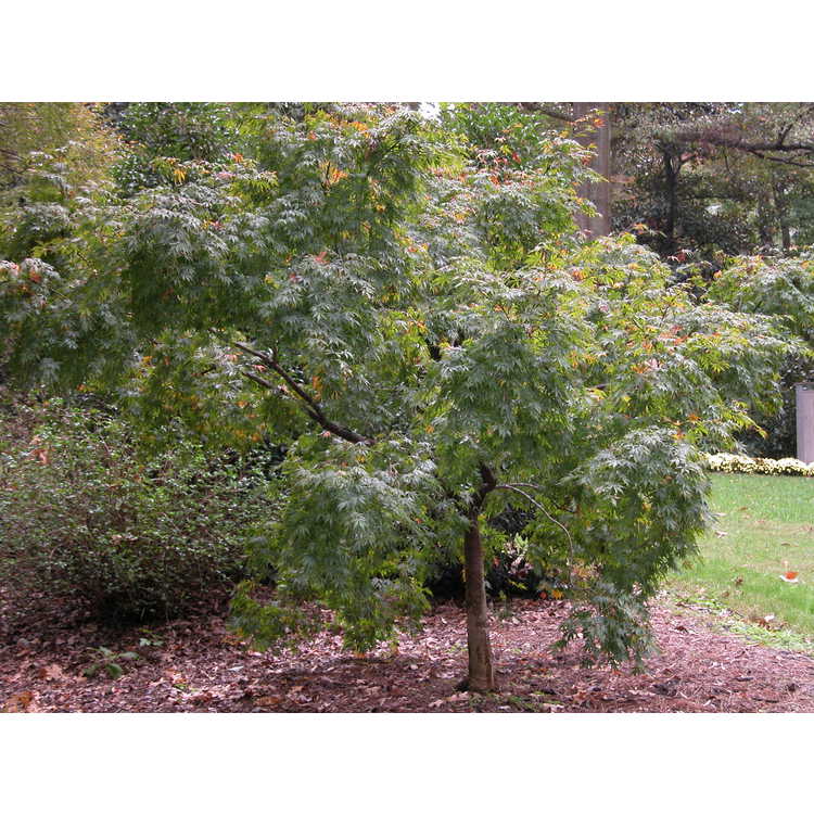 Acer palmatum 'Omure yama'