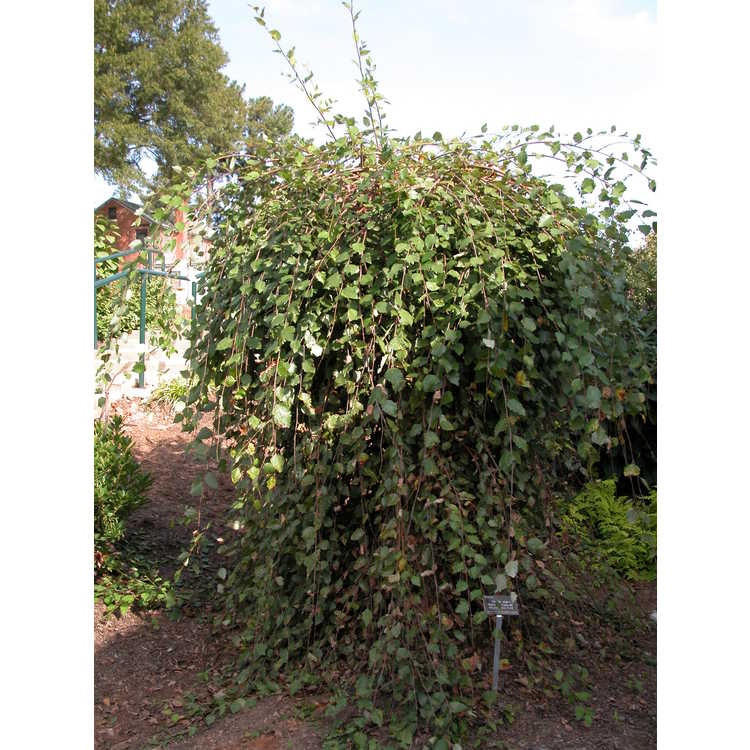Betula nigra 'Summer Cascade'