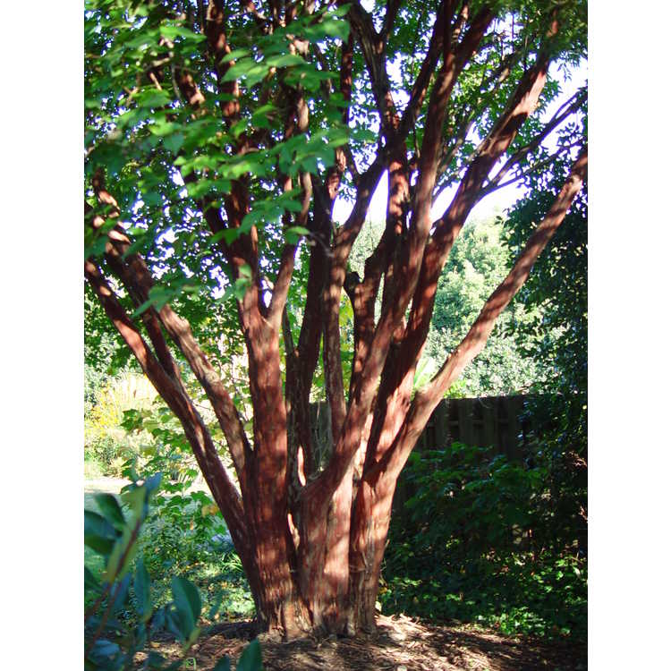 Lagerstroemia fauriei 'Townhouse' - Japanese crepe myrtle