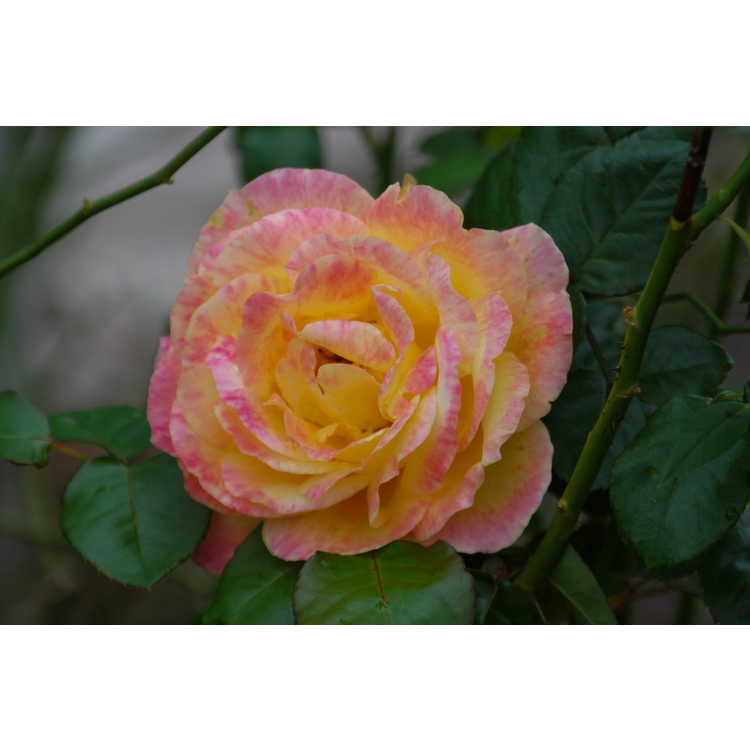 Rosa 'Baipeace' - Love & Peace tea rose