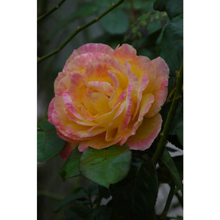 Rosa 'Baipeace' - Love & Peace tea rose