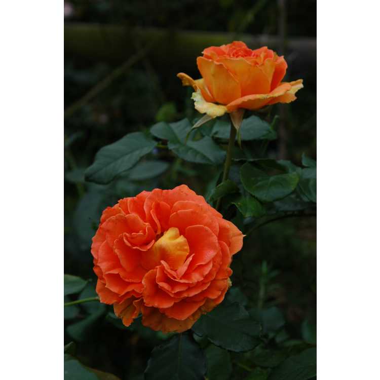 Brass Band floribunda rose
